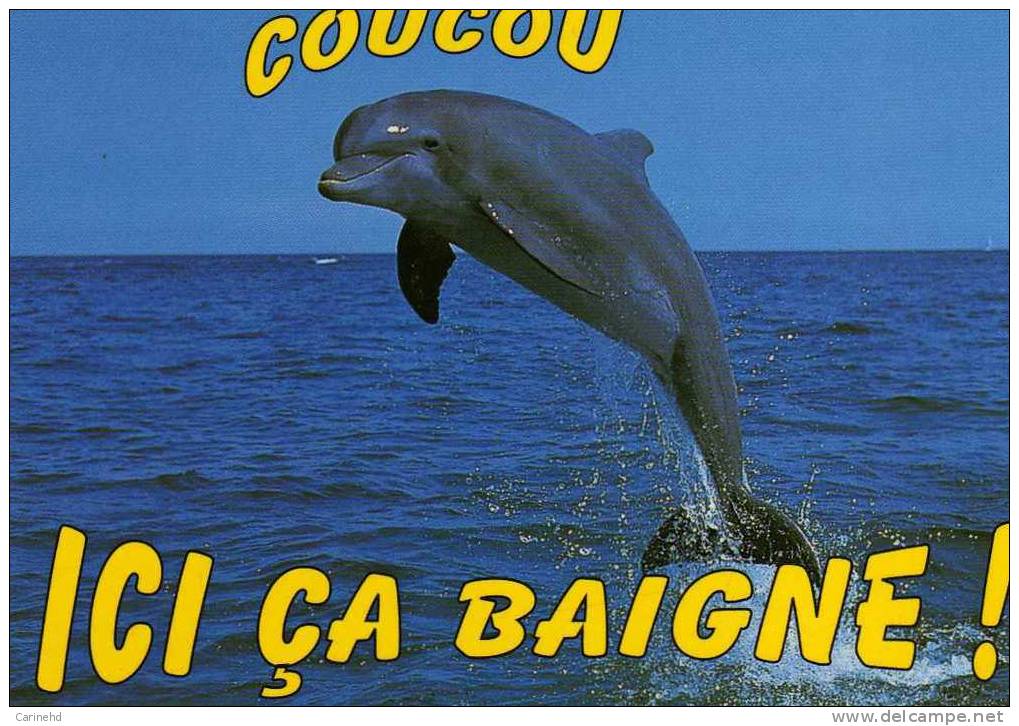 Dauphin - Dolfijnen