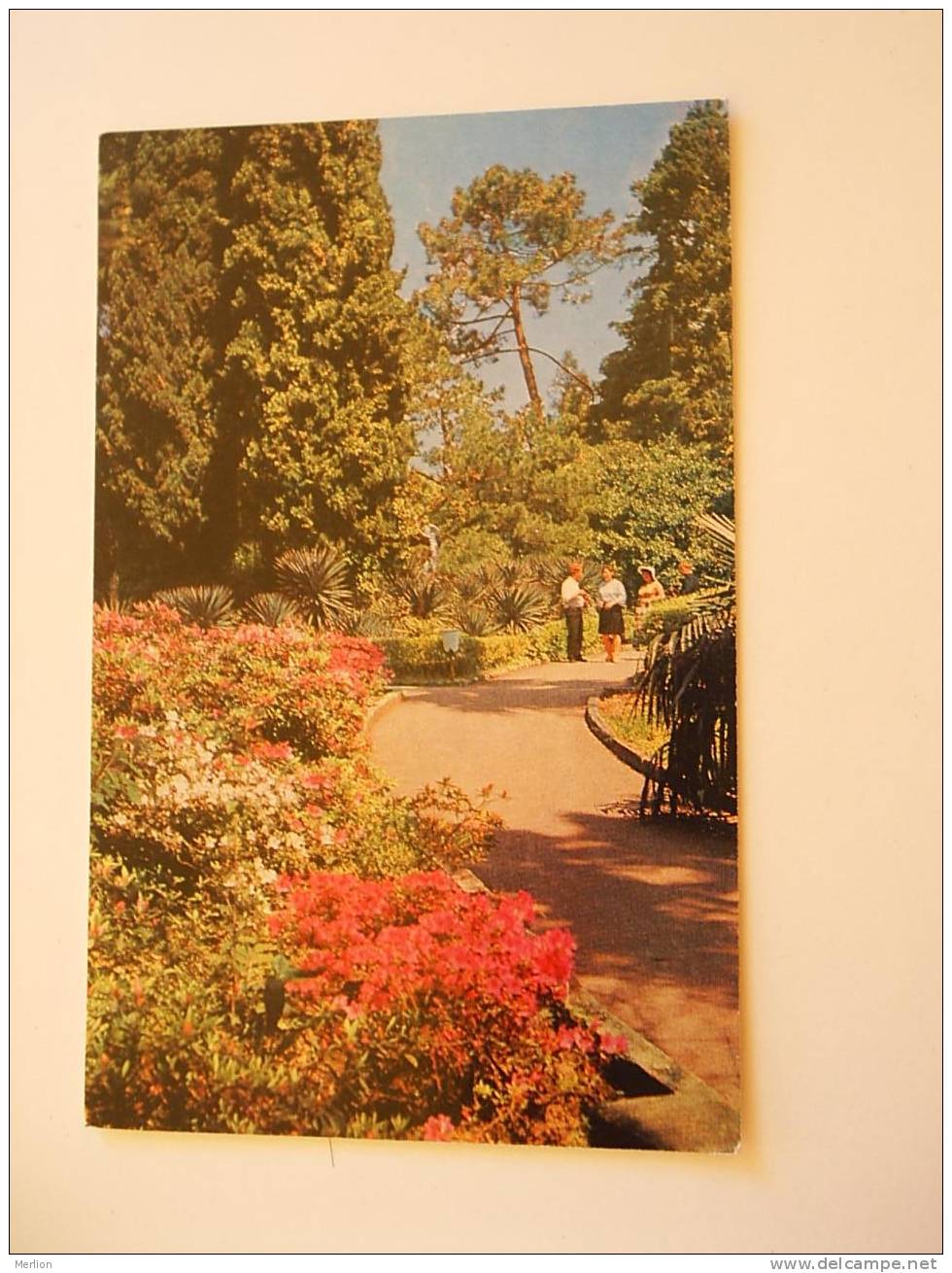 Sochi  Sotchi  -Dendrarium -Botanical Garden -Rhododendrons  - Crimea Ukraine    URSS 1976  VF  D32383 - Ukraine