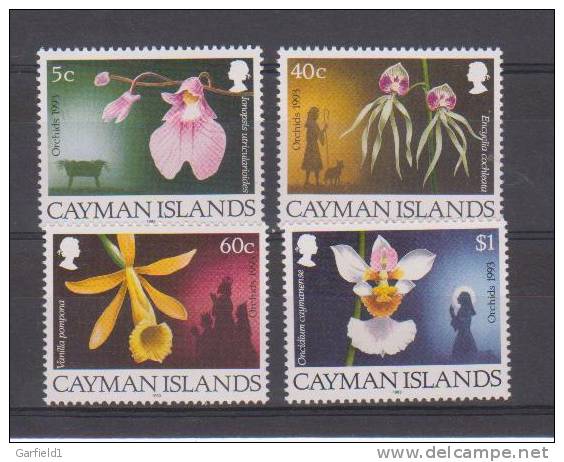 Cayman  Island  Orchideen   ** - Kaimaninseln