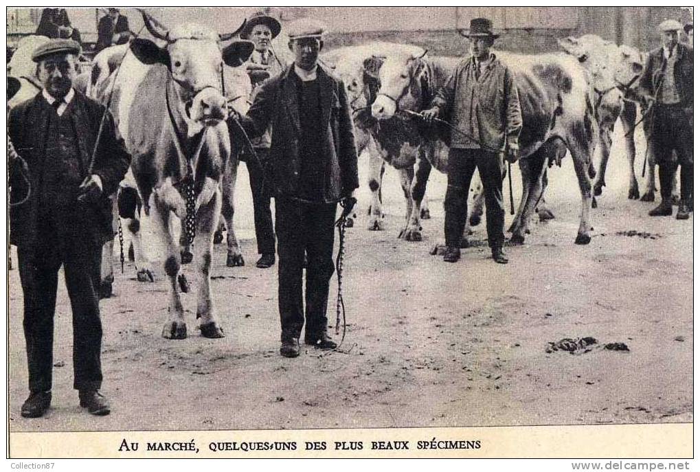 AU MARCHE - AGRICULTURE - FOIRE Aux BESTIAUX - BOEUF Et  VACHE - Viehzucht