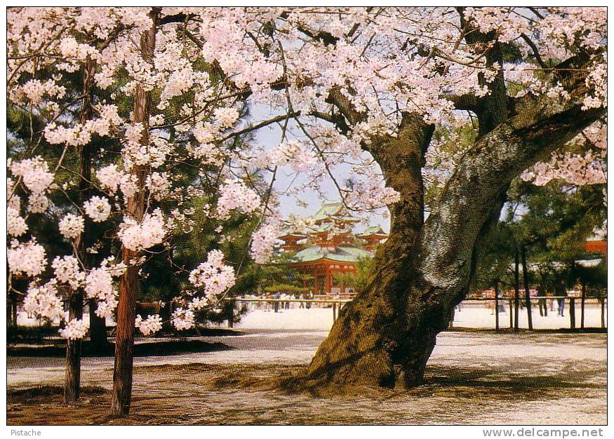 Kyoto 1978 - Cherry Blossoms Cerisiers Cerezos - Heian Shrine Reliquaire - Kyoto