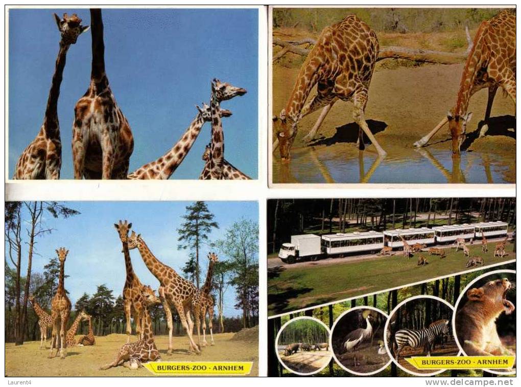 4 Giraffe Postcard - 4 Giraffe - Girafes
