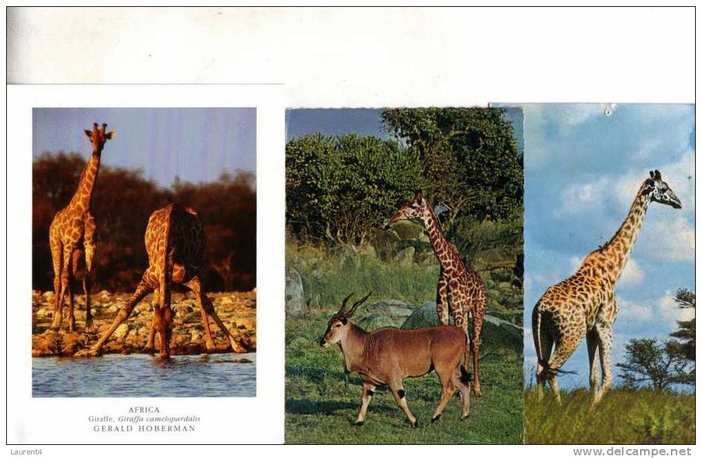 3 Giraffe Postcard - 3 Giraffe - Giraffes