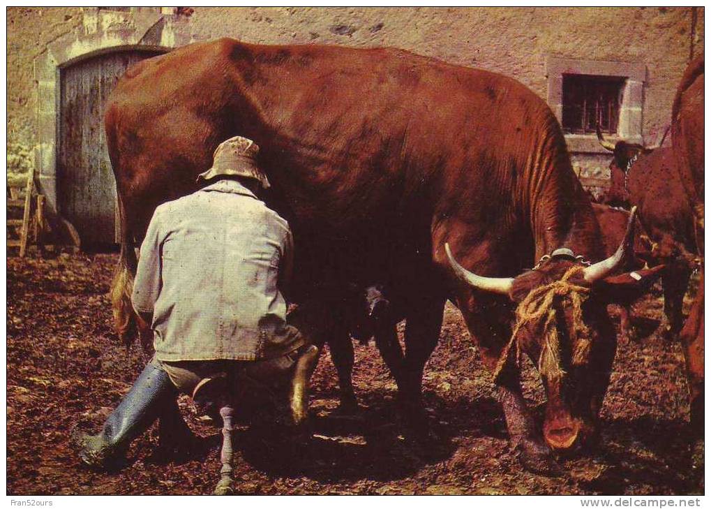 Cantal La Traite Au Parc Lait - Elevage