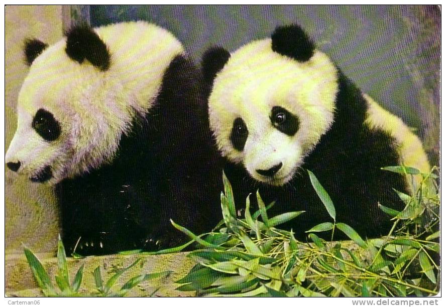 Animaux - Giant Panda - Pekin Zoo - Bären