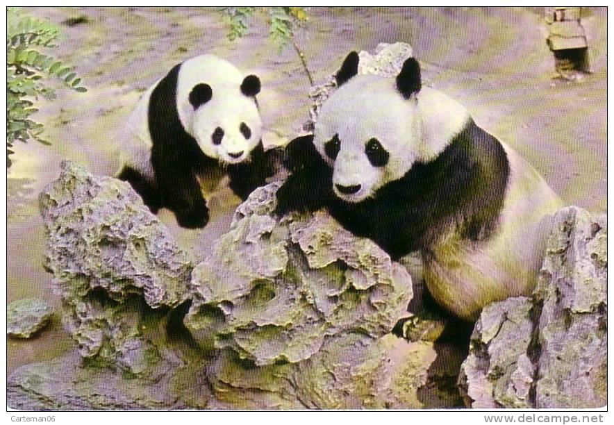 Animaux - Giant Panda - Pekin Zoo - Ours