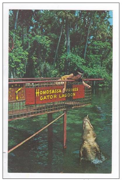 Girl Feeding An Alligator, Homossa Springs, Florida 50-60s - Autres & Non Classés