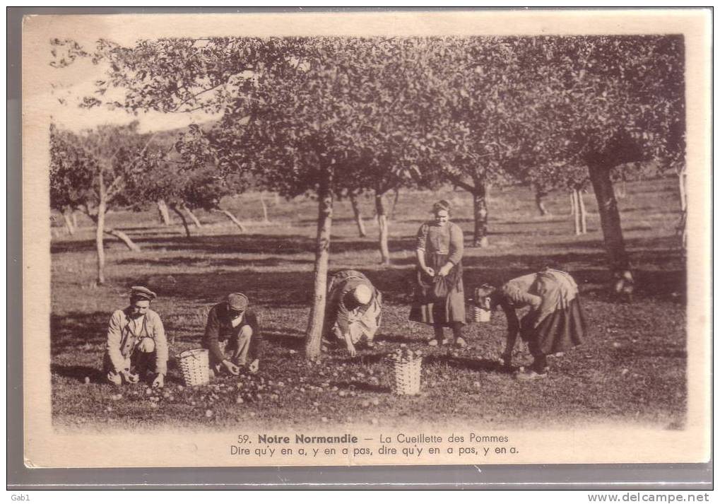 14 --- NORMANDIE - LA CEUILLETTE DES POMMES - Landwirtschaftl. Anbau