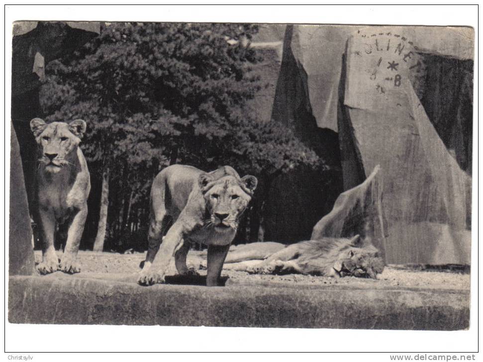 Museum National D'histoire Naturelle PARC ZOOLOGIQUE Du Bois De Vincennes Paris N°153 - Lion Et Lionnes Sur Leur Plateau - Lions
