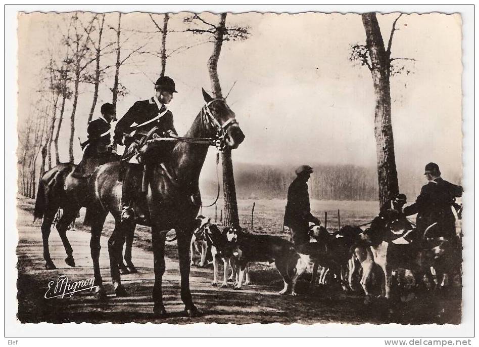 NANGIS (Seine-et-Marne): Chasse à Courre En Forêt De Villefermoy ; Le Lancer Des Chiens; 1960; TB - Nangis