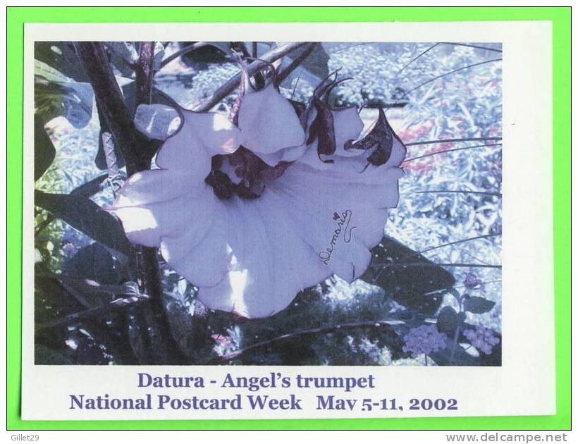 PHARR, TX  - NATIONAL POSTCARD WEEK, 2002 - DANTURA, ANGEL´S TRUMPET - DEMARIS ELROD SWINT - - Autres & Non Classés