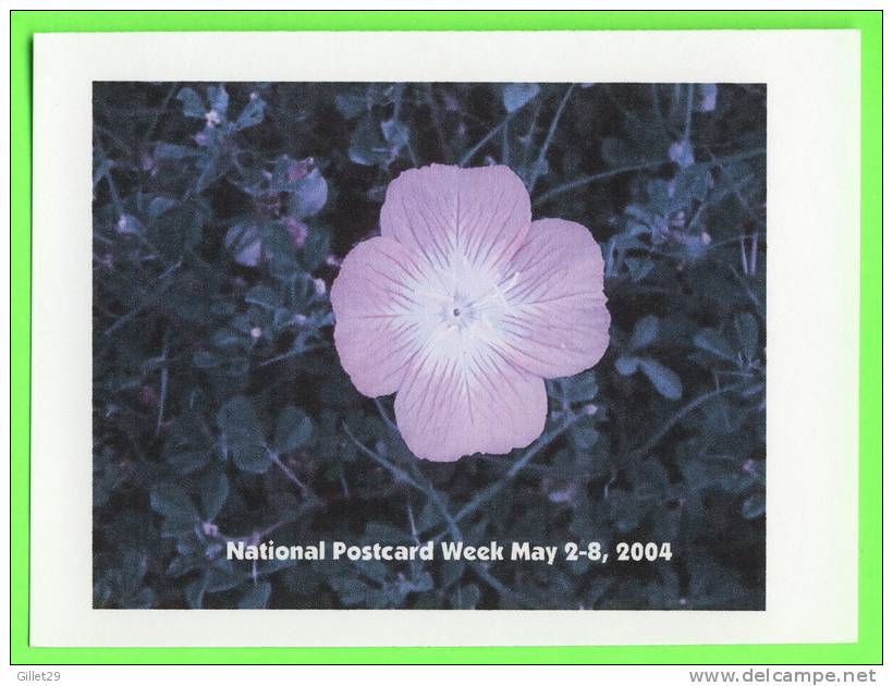 PHARR, TX  - NATIONAL POSTCARD WEEK, 2004 - FLOWER GROWS ALONG THE ROADWAYS OF TEXAS - - Autres & Non Classés