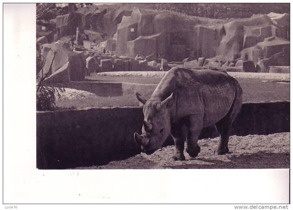 Le RHINOCEROS D´AFRIQUE  -  Parc Zoologique Du Bois De Vincennes  - N°  145 - Rinoceronte