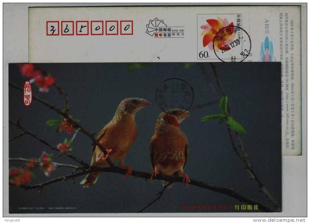 China 2004 Protect Rare And Precious Animal Pre-stamped Card Very Rare Red-throat Finch Estrildidae Bird - Cernícalo
