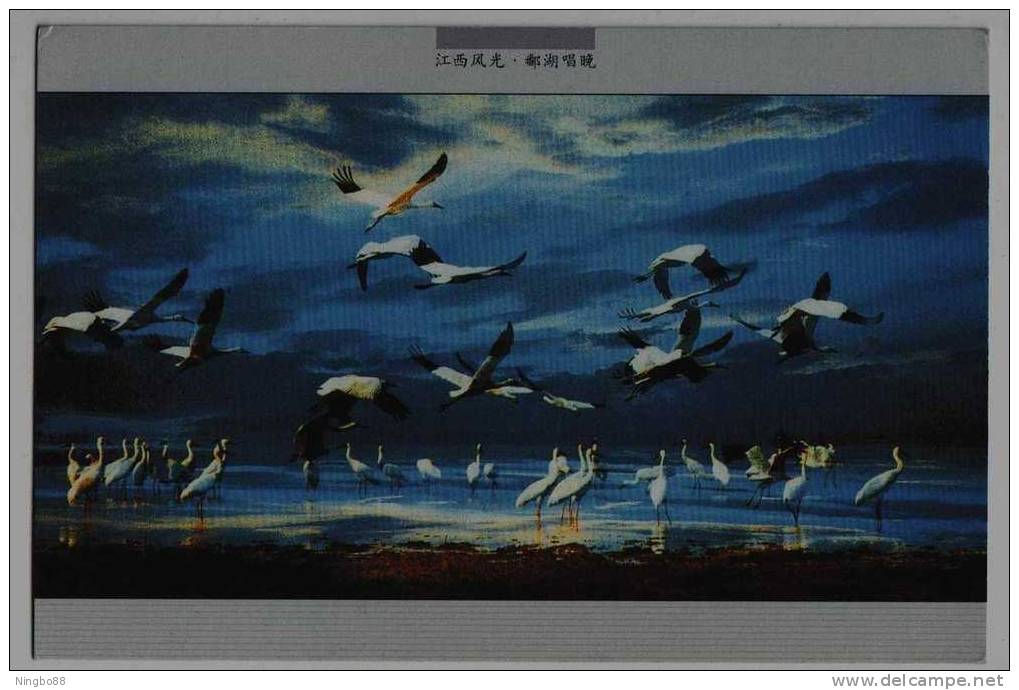 Crane Bird Inhabiting,China 2001 Poyang Lake Landscape Advertising Pre-stamped Card - Kranichvögel