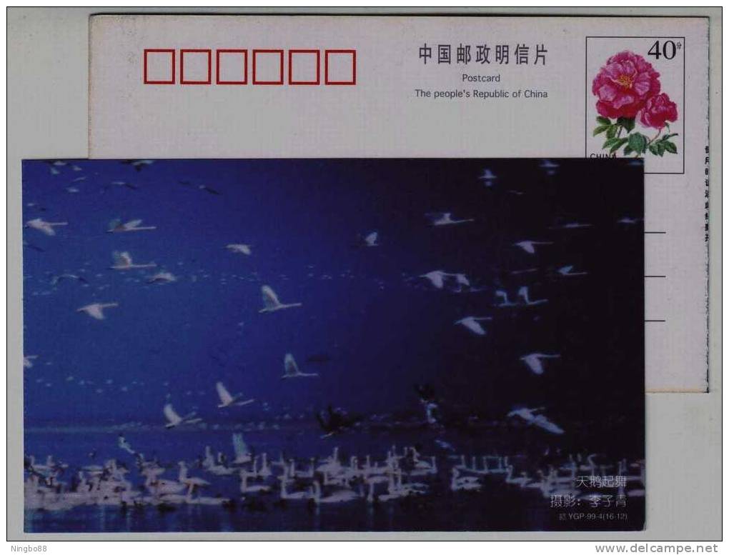 #5,Whistling Swan Bird Wintering In Lake & Marshland,China 1999 Poyanghu Lake Landscape Pre-stamped Card - Swans