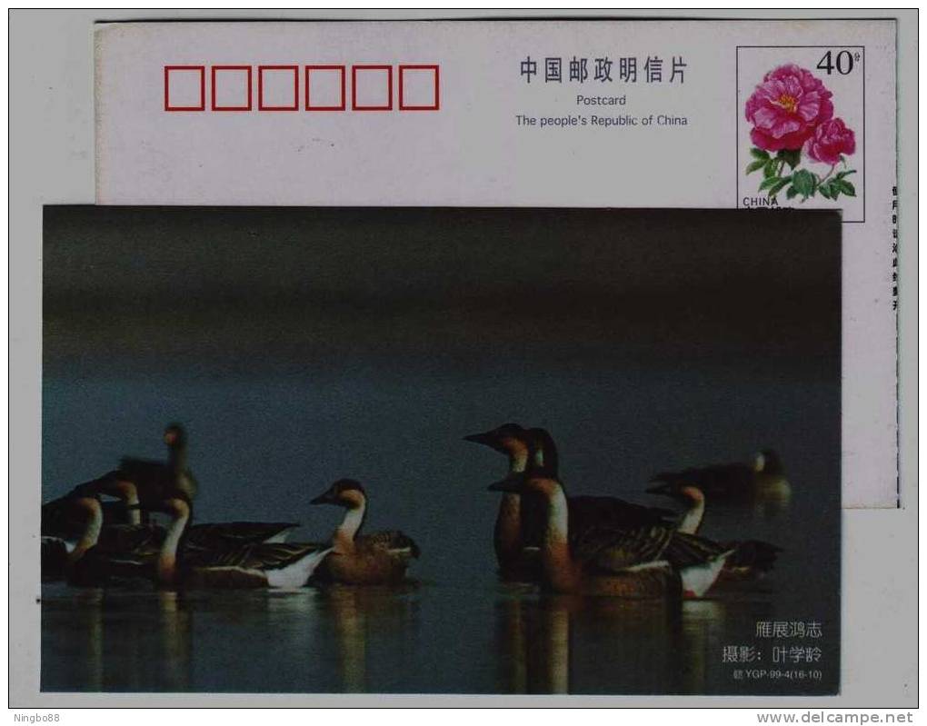 #7,Swan Goose Bird,larege Waterfowl Intering In Lake & River,China 1999 Poyanghu Lake Landscape Pre-stamped Card - Gänsevögel