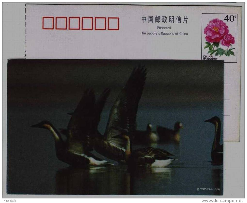 #10,Swan Goose Bird,larege Waterfowl Intering In Lake & River,China 1999 Poyanghu Lake Landscape Pre-stamped Card - Ganzen