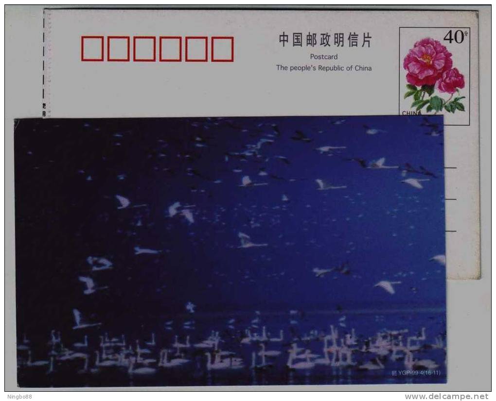 #15,Whistling Swan Bird Gregarious Wintering In Lake & Marshland,China 1999 Poyanghu Lake Landscape Pre-stamped Card - Swans