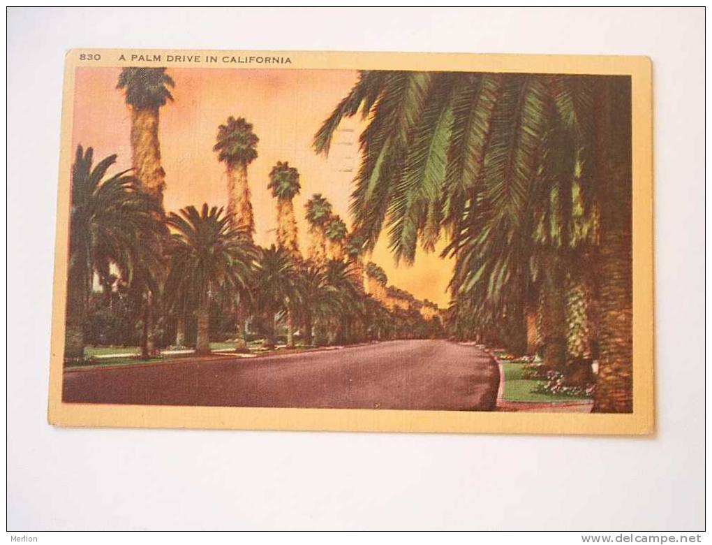 Palm Drive  -California   PU 1950 -   F  D34259 - Los Angeles