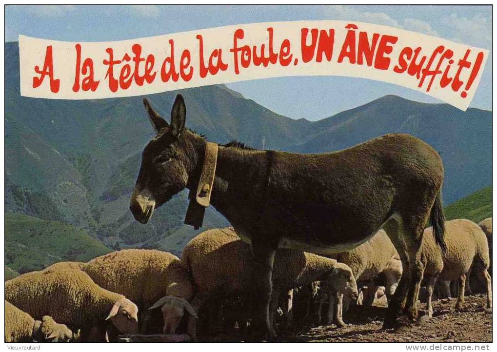 CPSM.  A LA TETE DE LA FOULE , UN ANE SUFFIT!  HUMOUR. - Burros