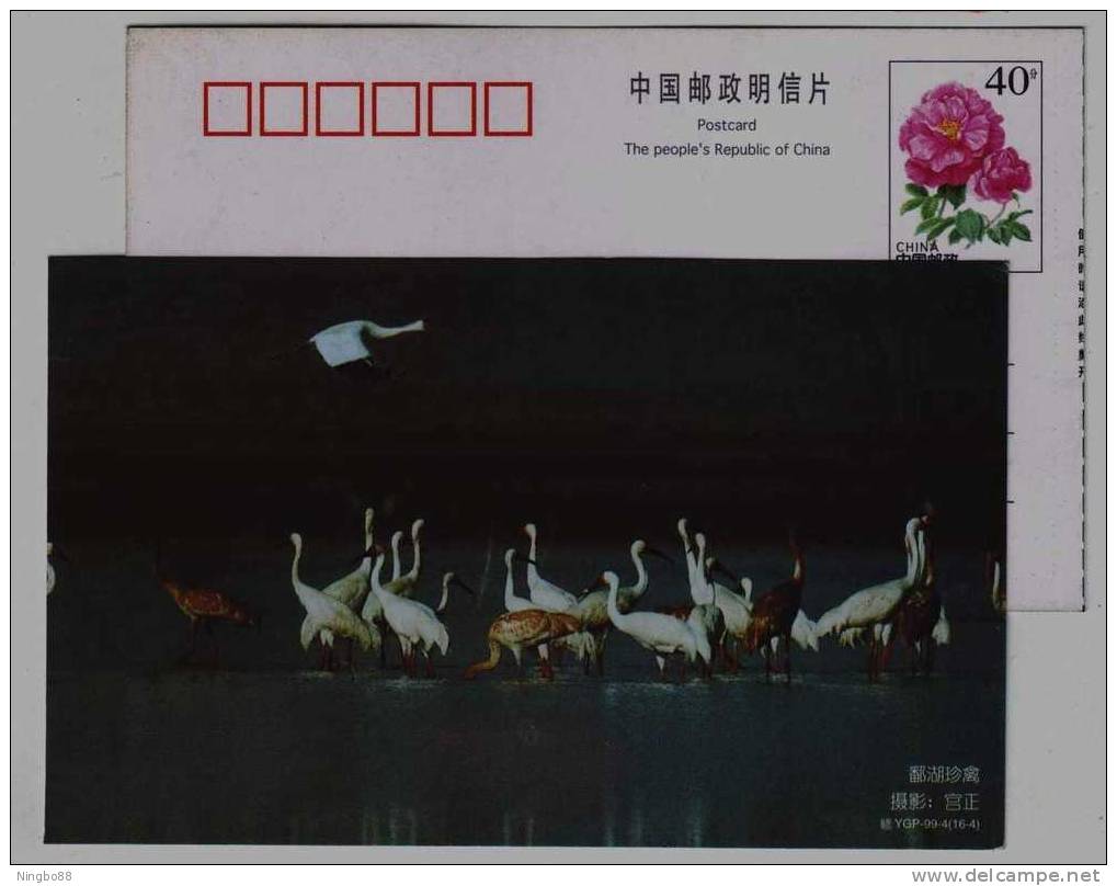 #14,Siberian White Crane Large Wading Bird,shallow Water Grasslang & Marshland,China 1999 Poyanghu Lake Pre-stamped Card - Kranichvögel