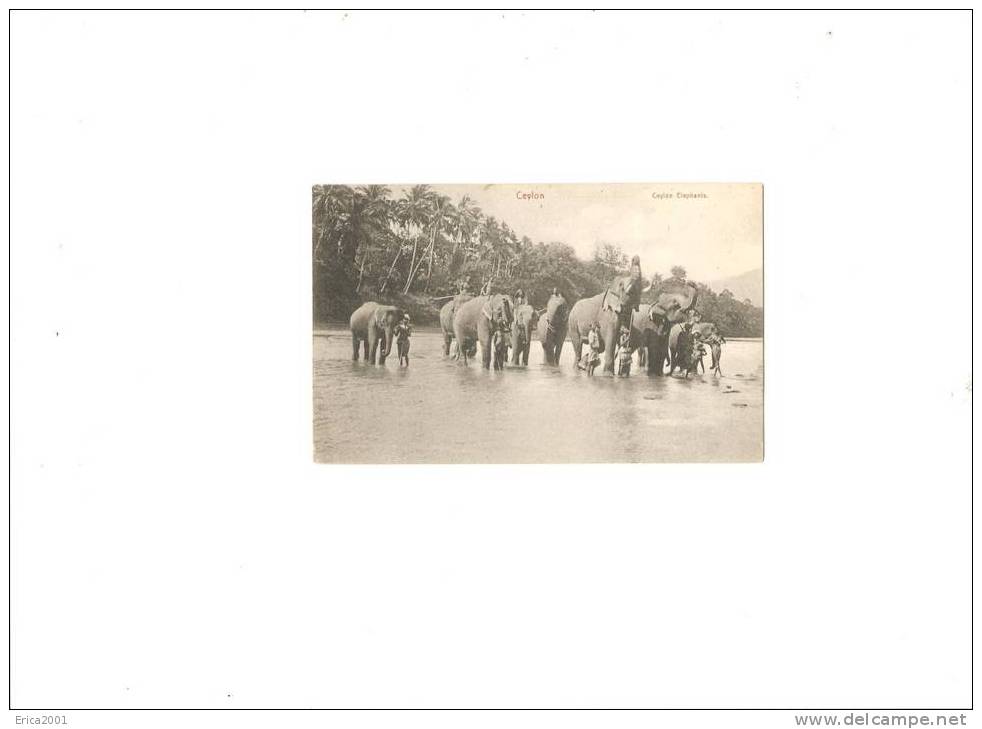 Sri Lanka (Ceylon).Ceylan  . Groupe D´éléphants Dans La Riviere. - Sri Lanka (Ceylon)