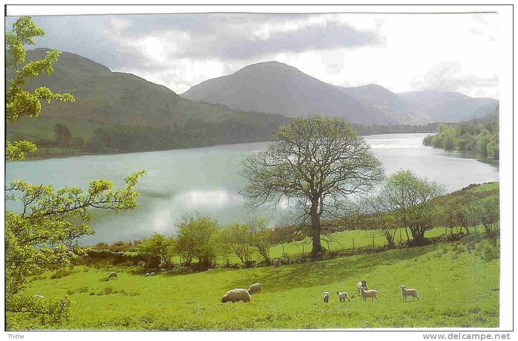 LOWESWATER - Moutons - Other & Unclassified