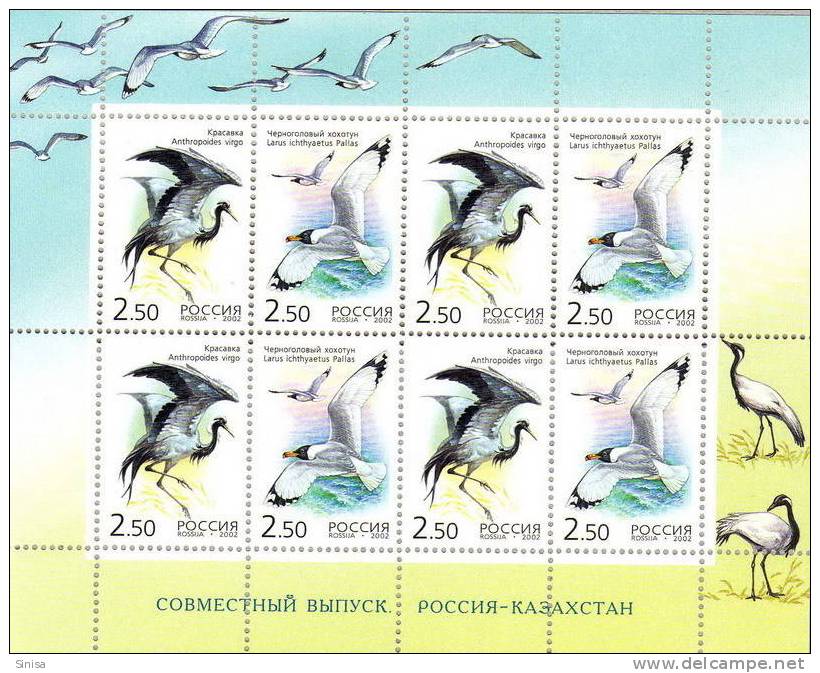 Russia / Birds KLB - Mouettes