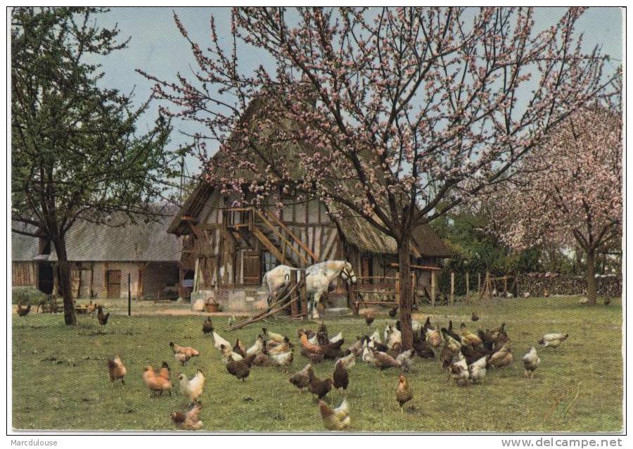 La Normandie. Réunion Matinale. Ferme Typique à Colombages. Poules Et Cheval. - Bauernhöfe