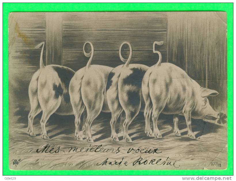 PORC - PIGS - 4 BEAUX PORCS DE 1905 - CARTE À CIRCULÉ - ENDOS NON DIVISÉ - SBW - - Varkens