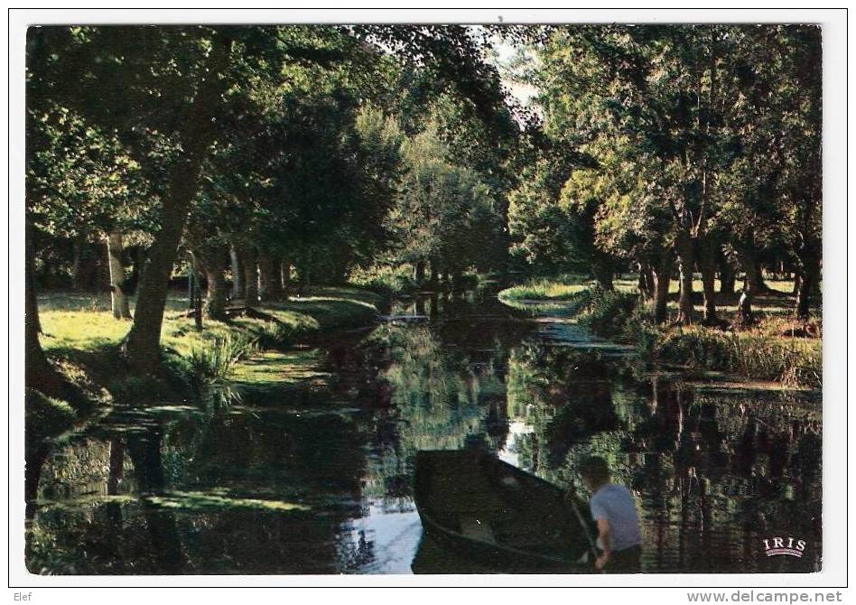 "Marais Poitevin , La Venise Verte" : Cathédrale De Verdure : Route D'Eau Dans Les Marais; Barque; Animée ; B/TB - Poitou-Charentes