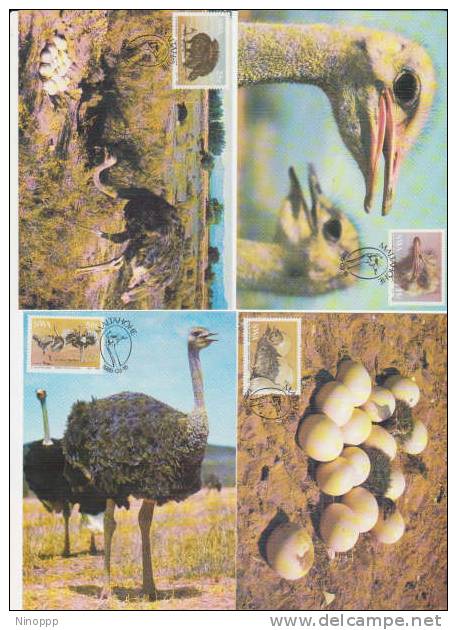 SWA-1985  The Ostrich  Maximum Cards - Ostriches