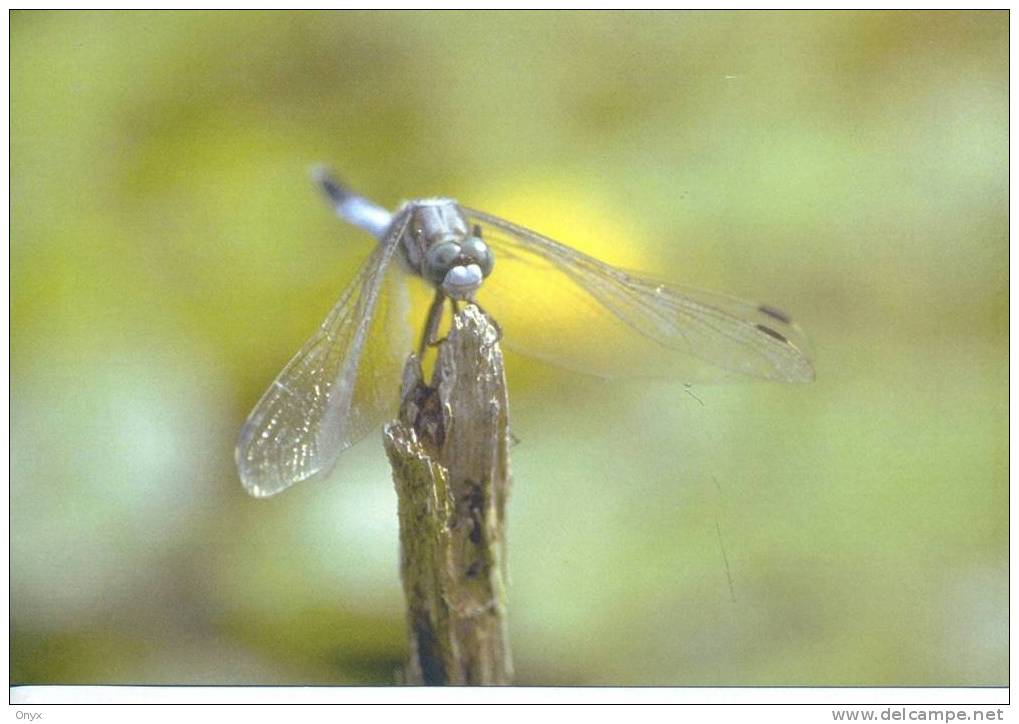 LIBELLULE / BINSENJUNGFER - Insectes