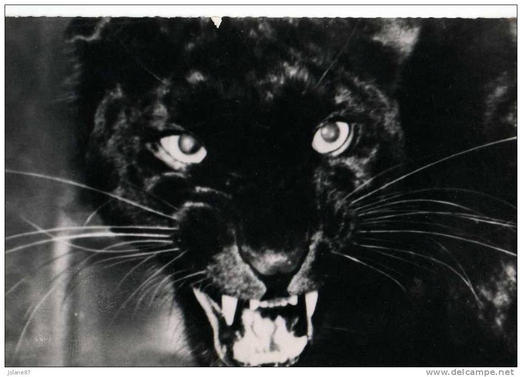 CPA       PANTHERE NOIRE       1957       PUB GENOLINE            LABO ROLAND MARIE - Tigres