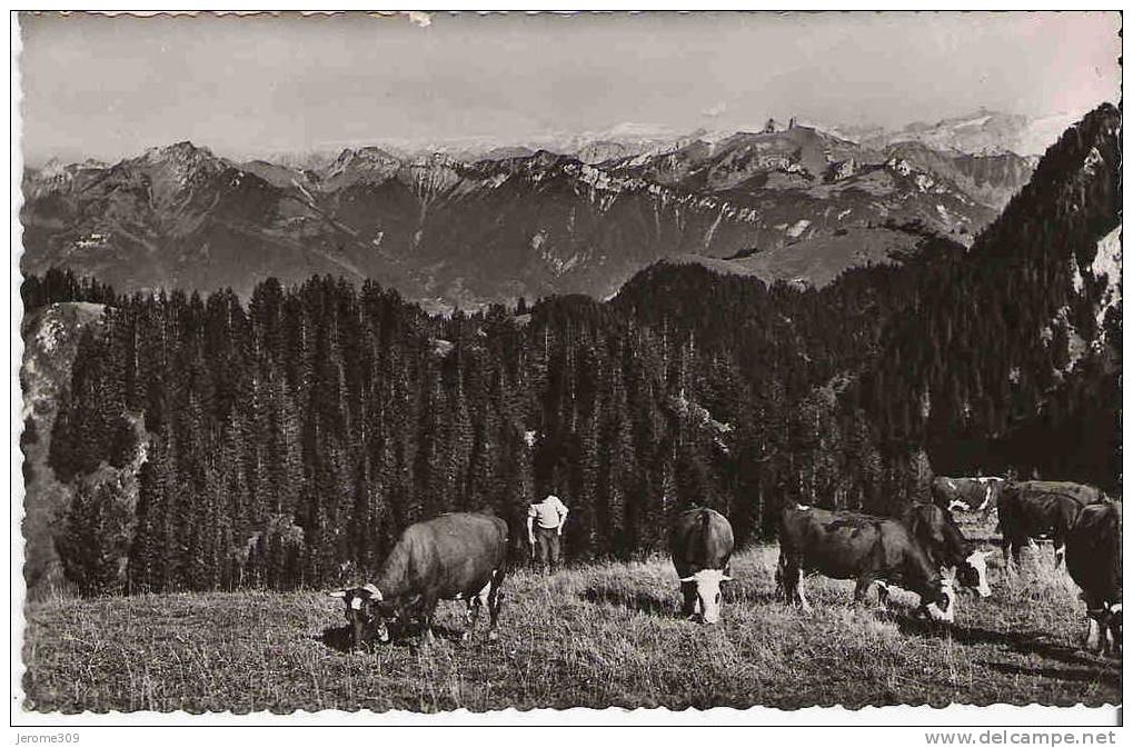 THOLLON-LES-MEMISES - (74500) -CPA -Vue Sur Les Montagnes Suisses-Rochers De Nayes Et Diablerets-Troupeau De Vaches - Thollon