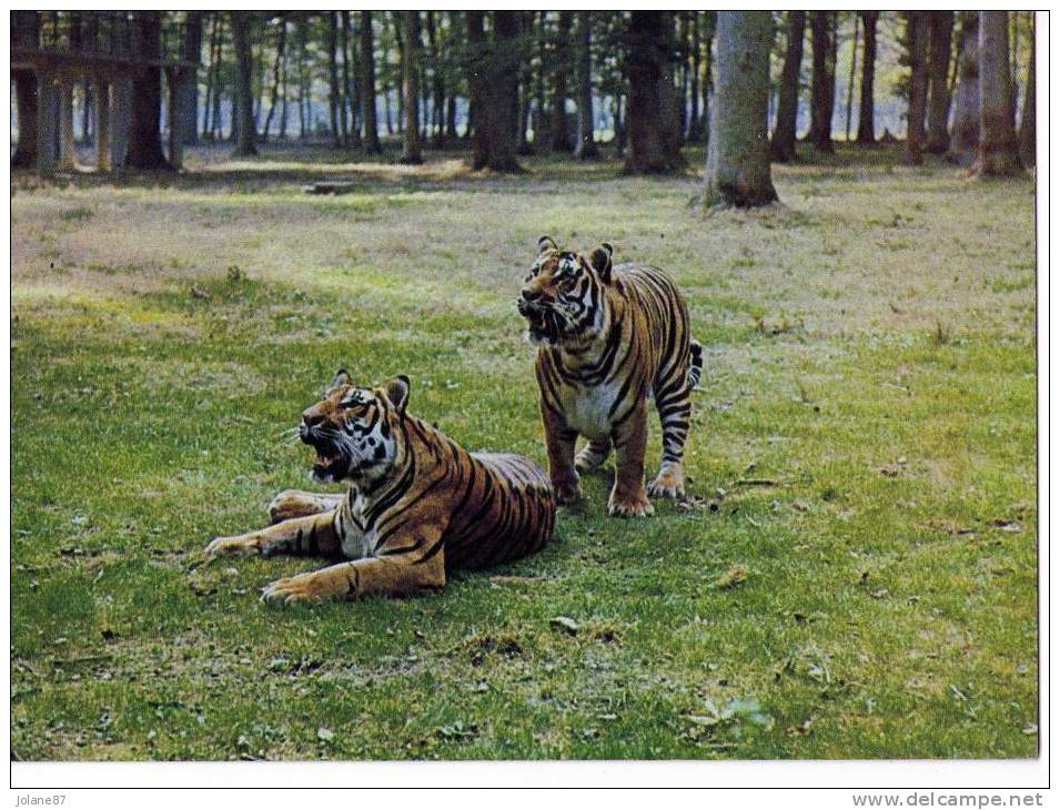 CPM        TIGRES EN LIBERTE        THOIRY EN YVELINES - Tigres