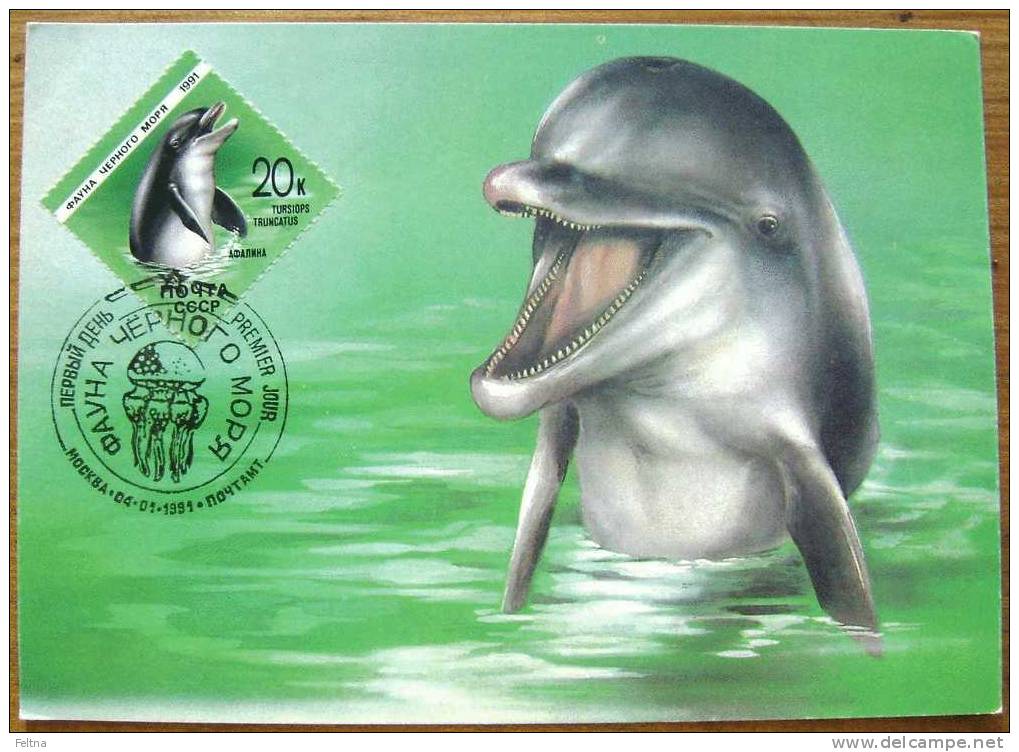 1991 RUSSIA MAXIMUM CARD WITH DOLPHIN FAUNA OF BLACK SEA - Dolphins