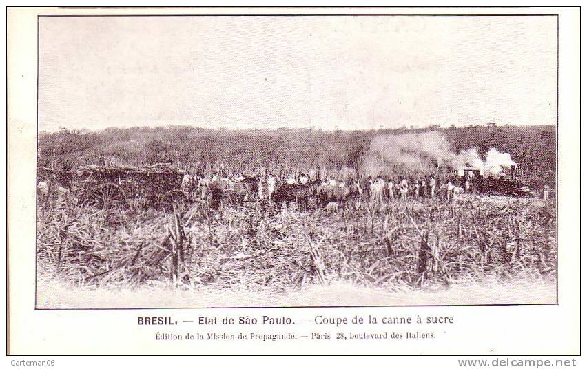 Brésil - Etat De Sao Paulo - Coupe De La Canne à Sucre - São Paulo