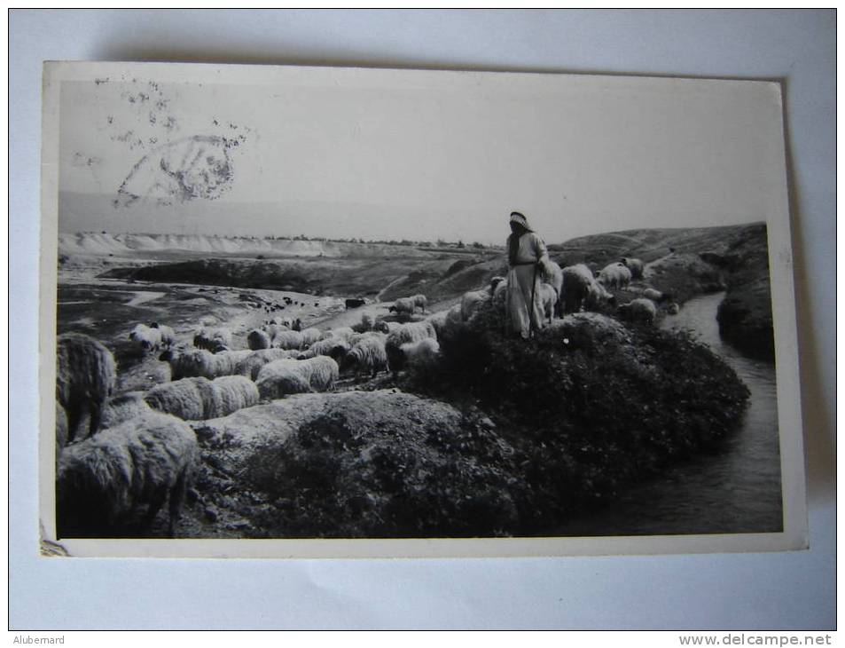 The Good Shepherd Near The Flowing Water´s . C.p.photo 14x9 - Jordan