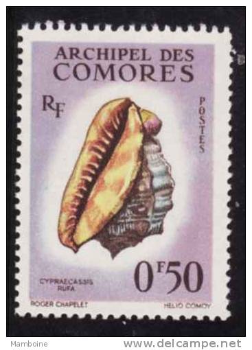 COMORES    Coquillage  N 19  Neuf X X - Neufs