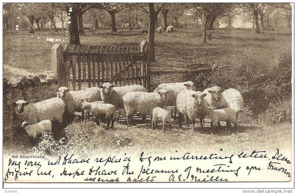 CPA ANGLETERRE-UN TROUPEAU DE MOUTONS - Elevage