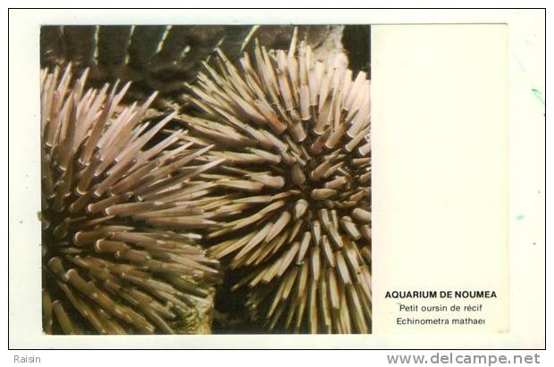 Nouvelle Calédonie Aquarium De Nouméa  Echinoderme Petit Oursin De Récif "echinometra Mathaei"  TBE - Nouvelle Calédonie