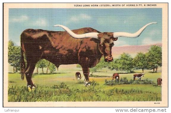 ETATS UNIS- Ref No 176- Texas Long Horn -steer -  - Bon Etat - Autres & Non Classés
