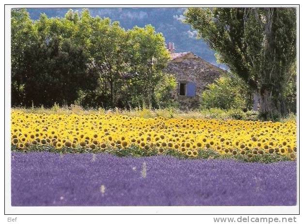 Champs De Lavande Et De Tournesols ( Midi) ; Photo Colomb  ,TB - Languedoc-Roussillon