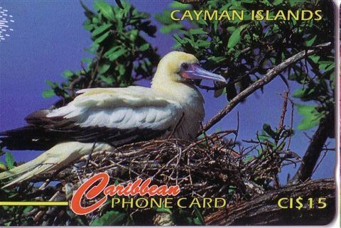 RED FOOTED BOOBY  - Sula Sula ( Cayman Islands 11CCID.../B )  *** Bird Oiseau Birds Oiseaux Ave Pajaro Vogel Ucello * - Kaaimaneilanden