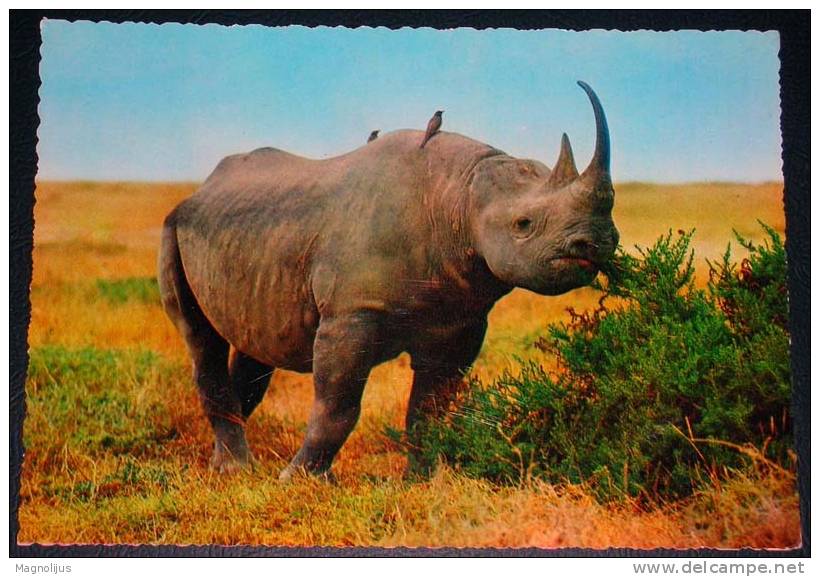 Animals,Africa,Black Rhinoceros,postcard - Rinoceronte