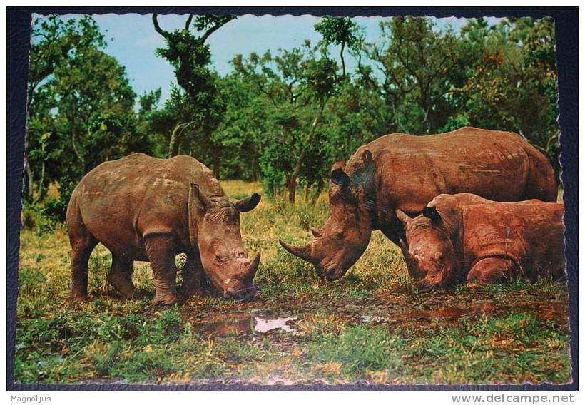 Animals,Africa,Kenya,White Rhinoceros,postcard - Rhinozeros