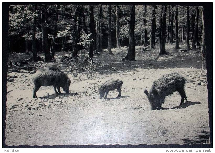 Animals,Wild Pigs,Boar,Hostellerie De Champlon,Ardennes Belges,Venison,Venery,Wood,postcard - Schweine
