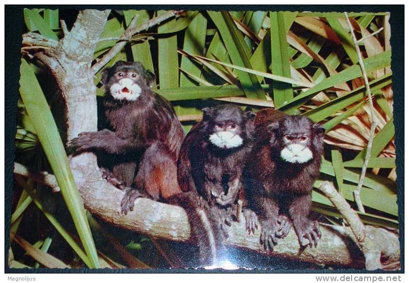 Animals,Monkeys,Tamarinus Mystax,postcard - Affen